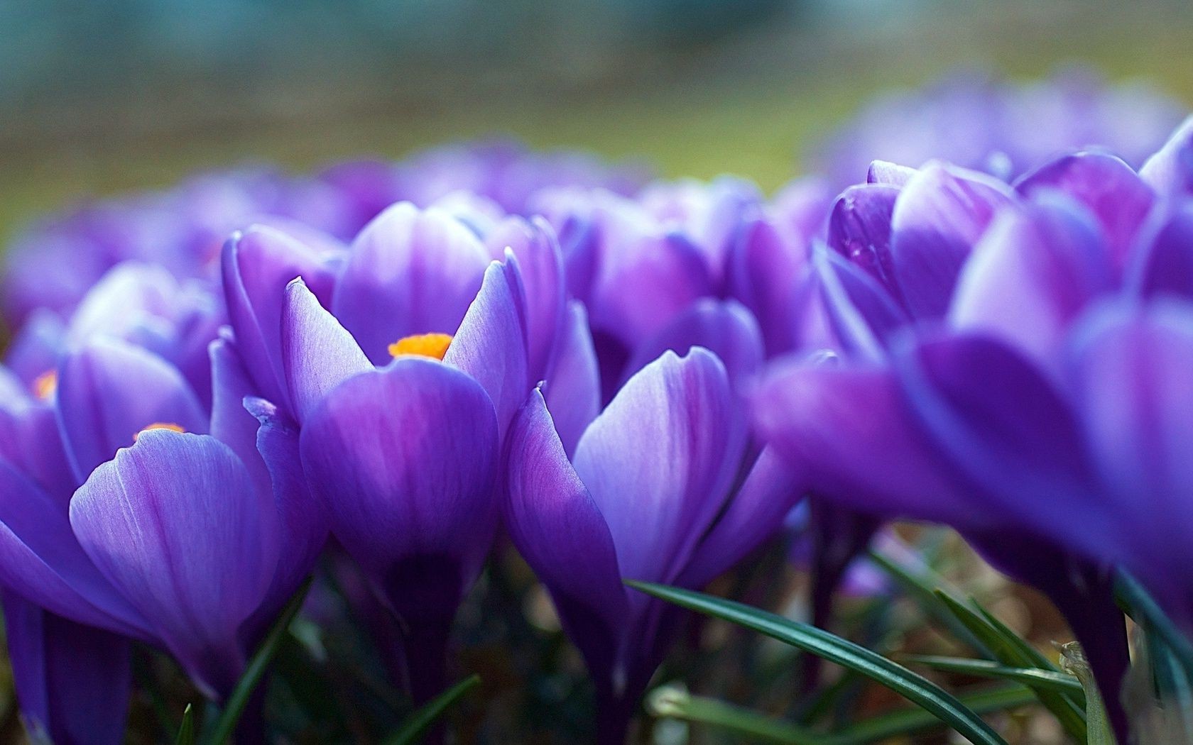 kwiaty kwiat natura wielkanoc flora ogród krokus kolor kwiatowy liść violet bluming sezon płatek lampy jasny park lato zbliżenie piękne