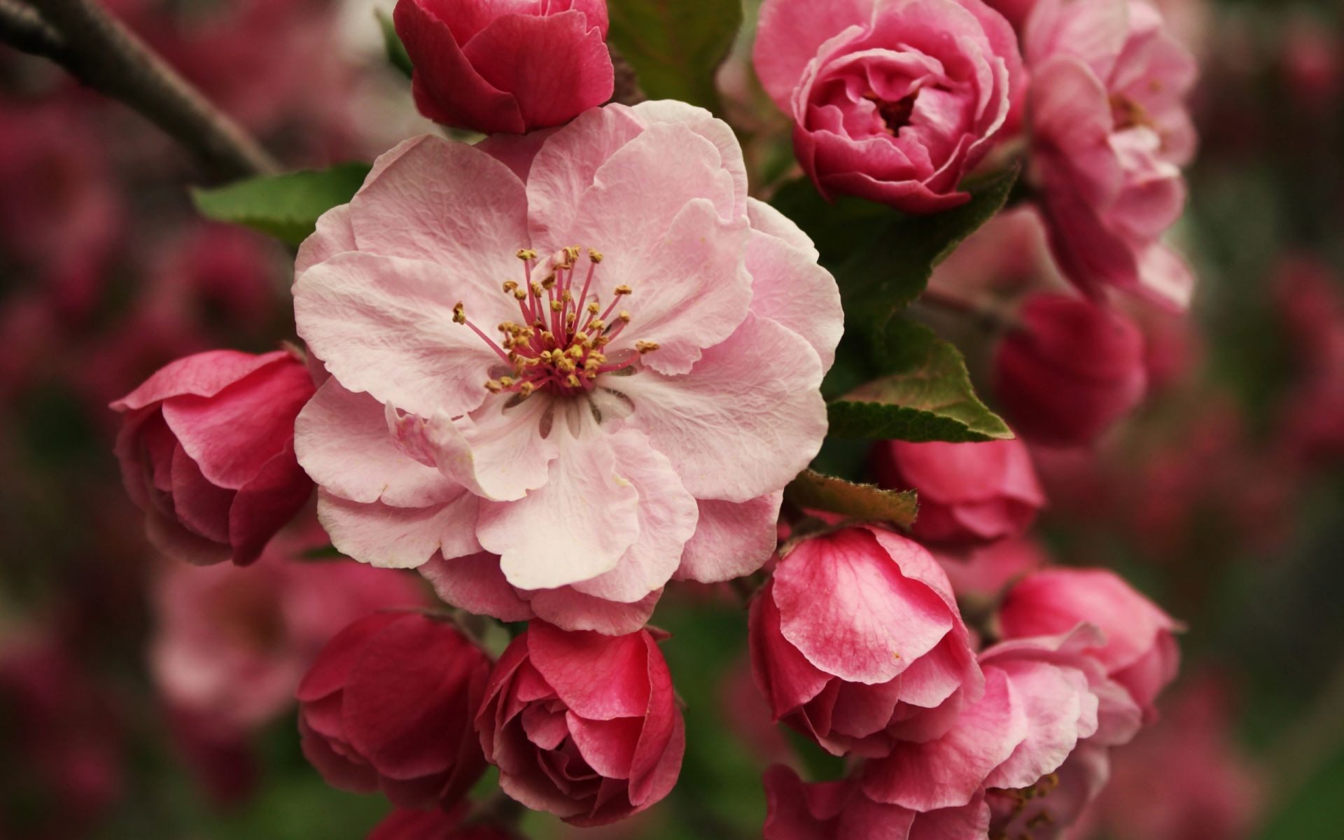 fiori sugli alberi fiore flora rosa natura giardino petalo foglia fiore floreale compagno crescita romanticismo estate amore ramo colore