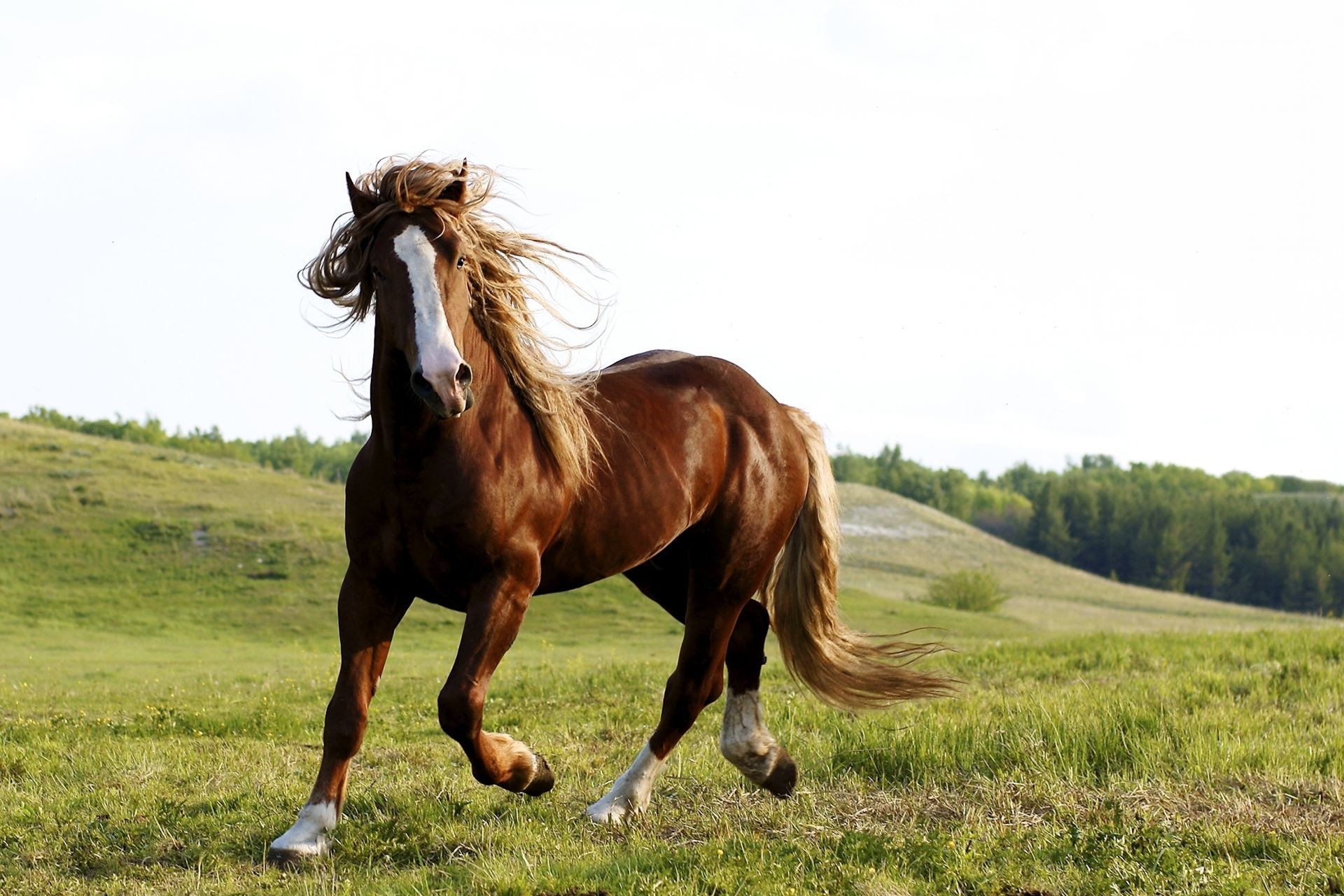 cavalli cavallo erba mare fieno mammifero campo manet pascolo stallone cavalleria allevamento di cavalli animale equestre fattoria pascolo pony