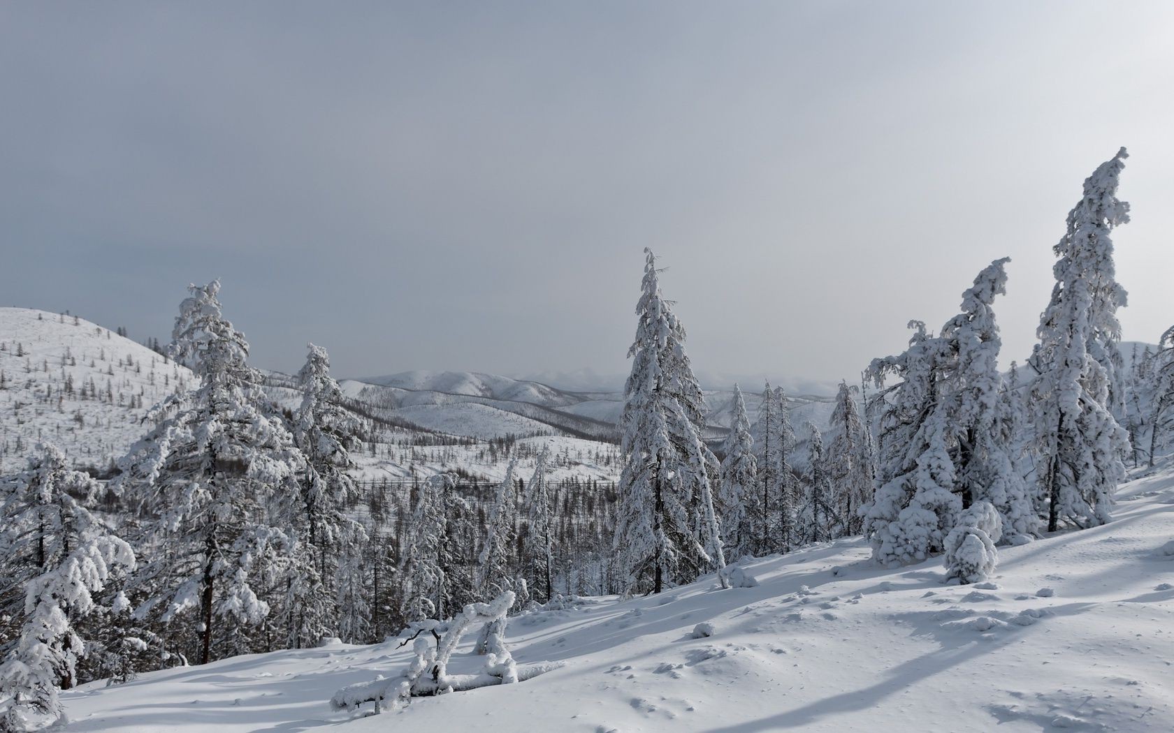 hiver neige froid montagne neigeux bois glace gel scénique congelé saison paysage pic de montagne sapin arbre station colline épinette alpine