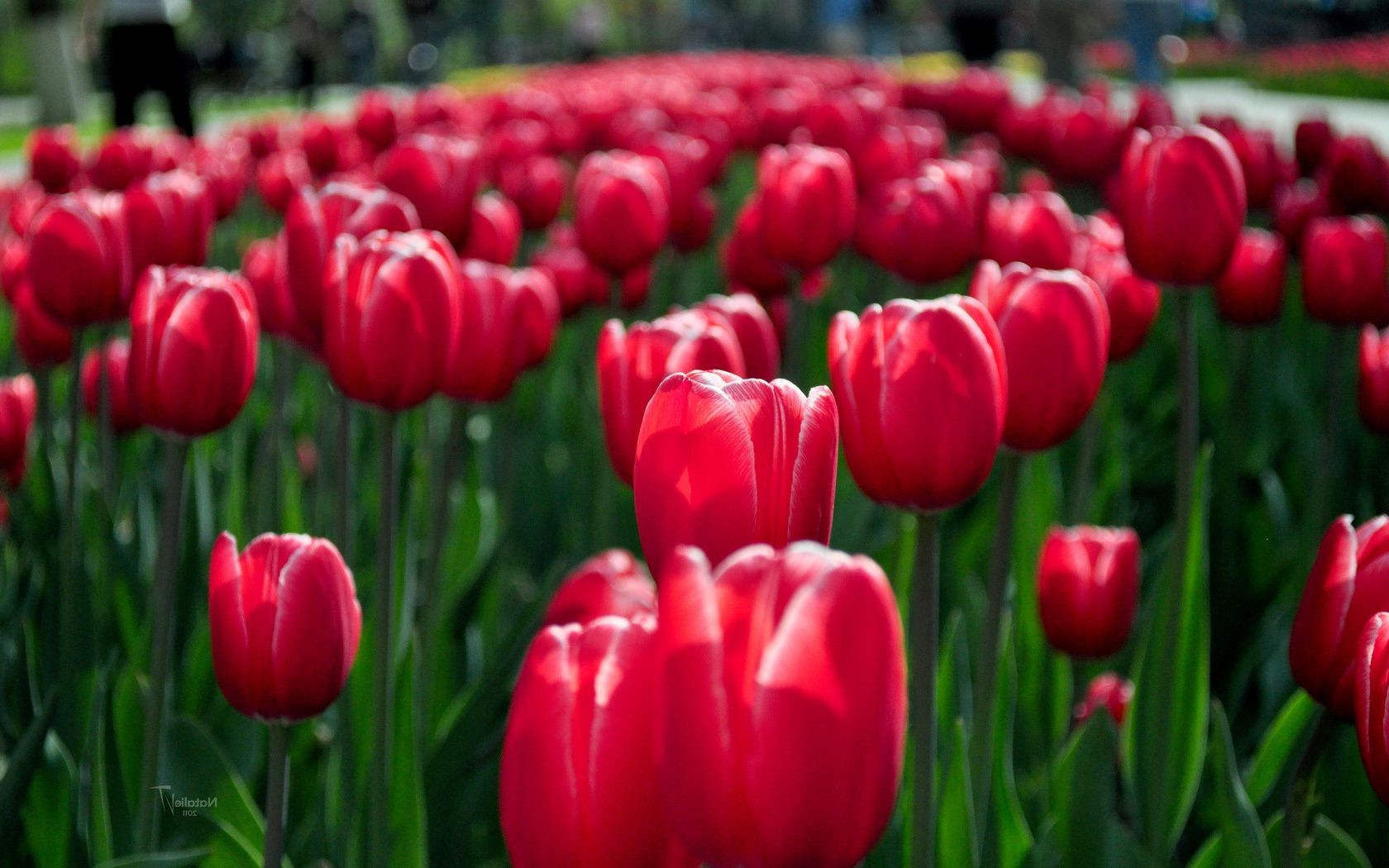 kwiaty tulipan ogród natura kwiat liść flora jasny kolor pole wzrost wielkanoc lato kwiatowy sezon na zewnątrz płatek lampy bukiet