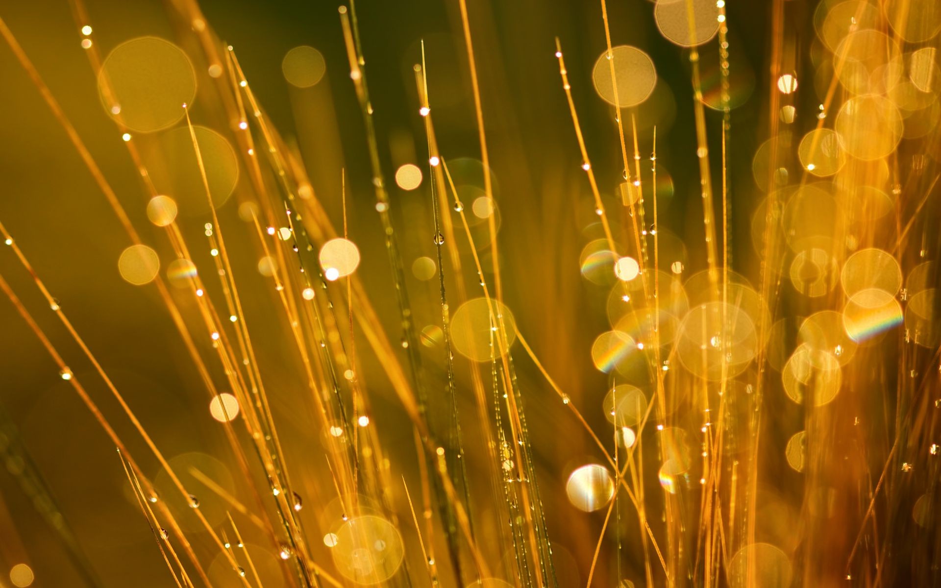 droplets and water light gold abstract christmas luminescence bright desktop color shining celebration