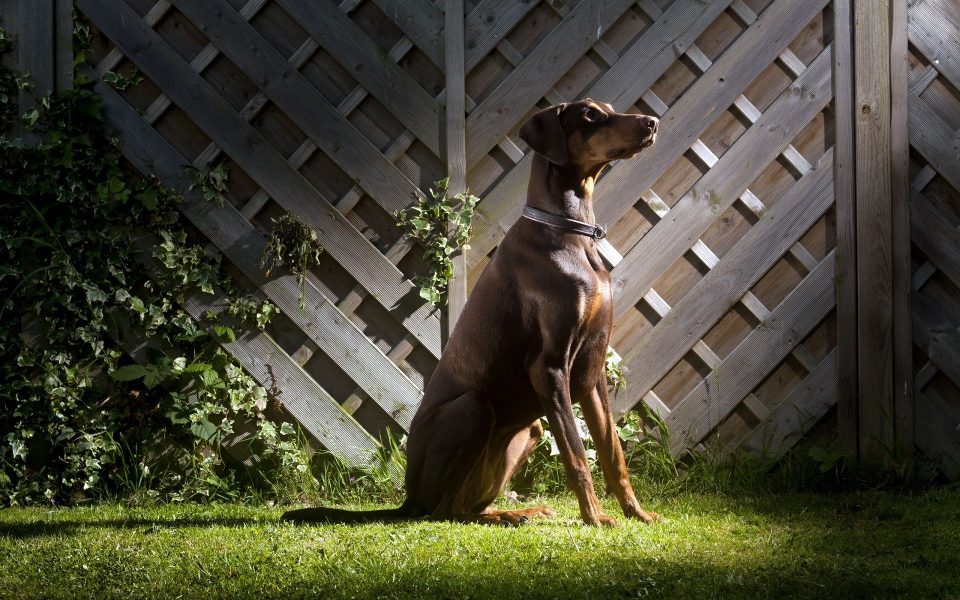 hunde säugetier hund gras tier einzelne hundespezialist haustier porträt im freien zaun holz