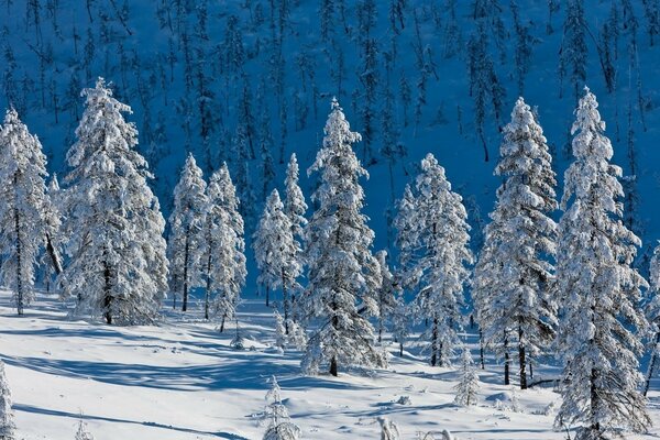 Frostiger Wald. Aßen im Schnee. Schneebedeckte Fichten. Neues Jahr