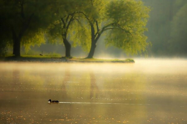 Dans le brouillard, nous nageons le canard sur le lac