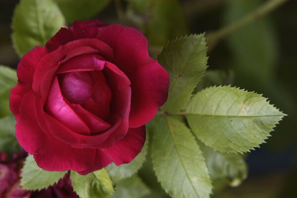 A simple rose is not like all other roses