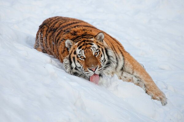 Tigre rayado se desmorona en la nieve blanca