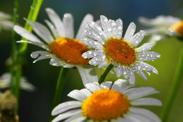 Daisies in the dew are surprisingly fresh