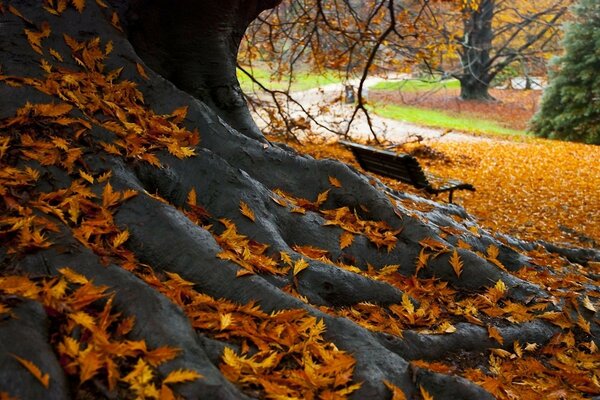 Árbol de otoño. Hojas de oro caídas