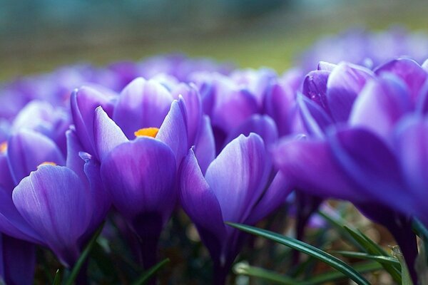 Die ersten Frühlingsblumen von Krokussen