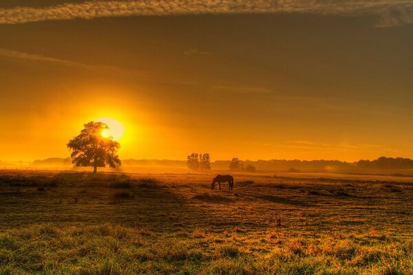 Coucher de soleil sur un champ de Prairie avec un cheval