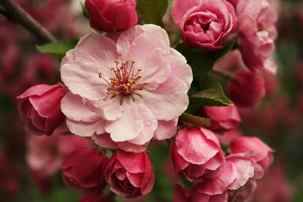 Blühende Rosenblüte vor dem Hintergrund noch verschlossener Knospen