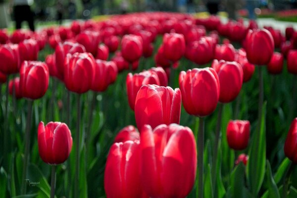 Frühlingsnatur. Garten der roten Tulpen