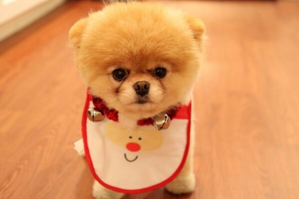 Cute pomeranian for the new year