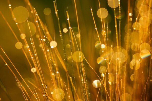 Gotas de rocío en la hierba a la luz brillante