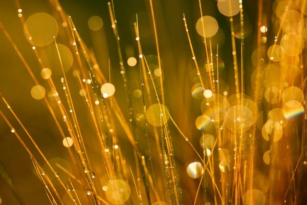 露水滴在草地上在明亮的光线