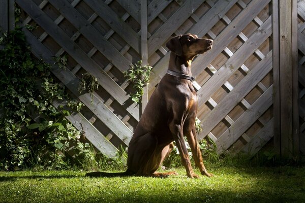 Brauner Hund auf grünem Gras. Unsere Freunde sind kleiner. Süßes Hündchen