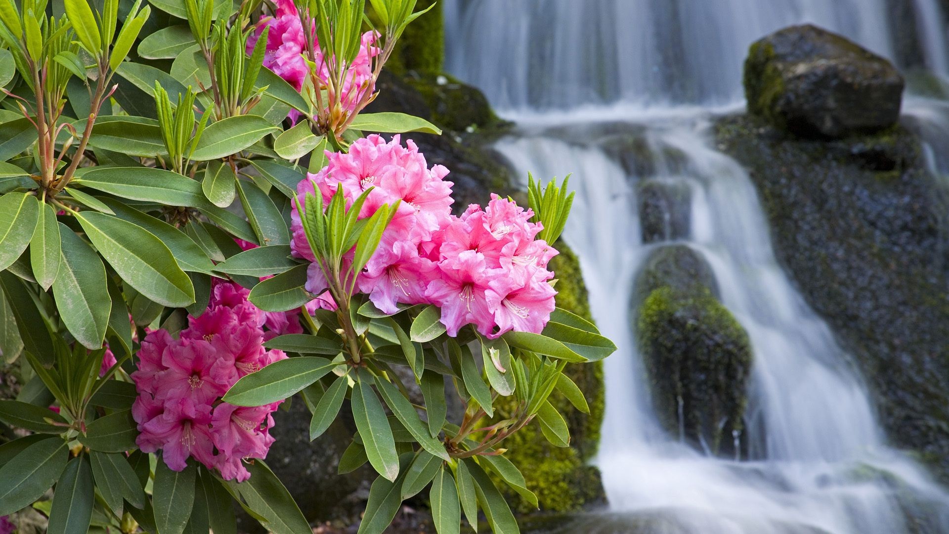 flowers flower nature flora leaf garden summer floral park tropical blooming outdoors color beautiful petal