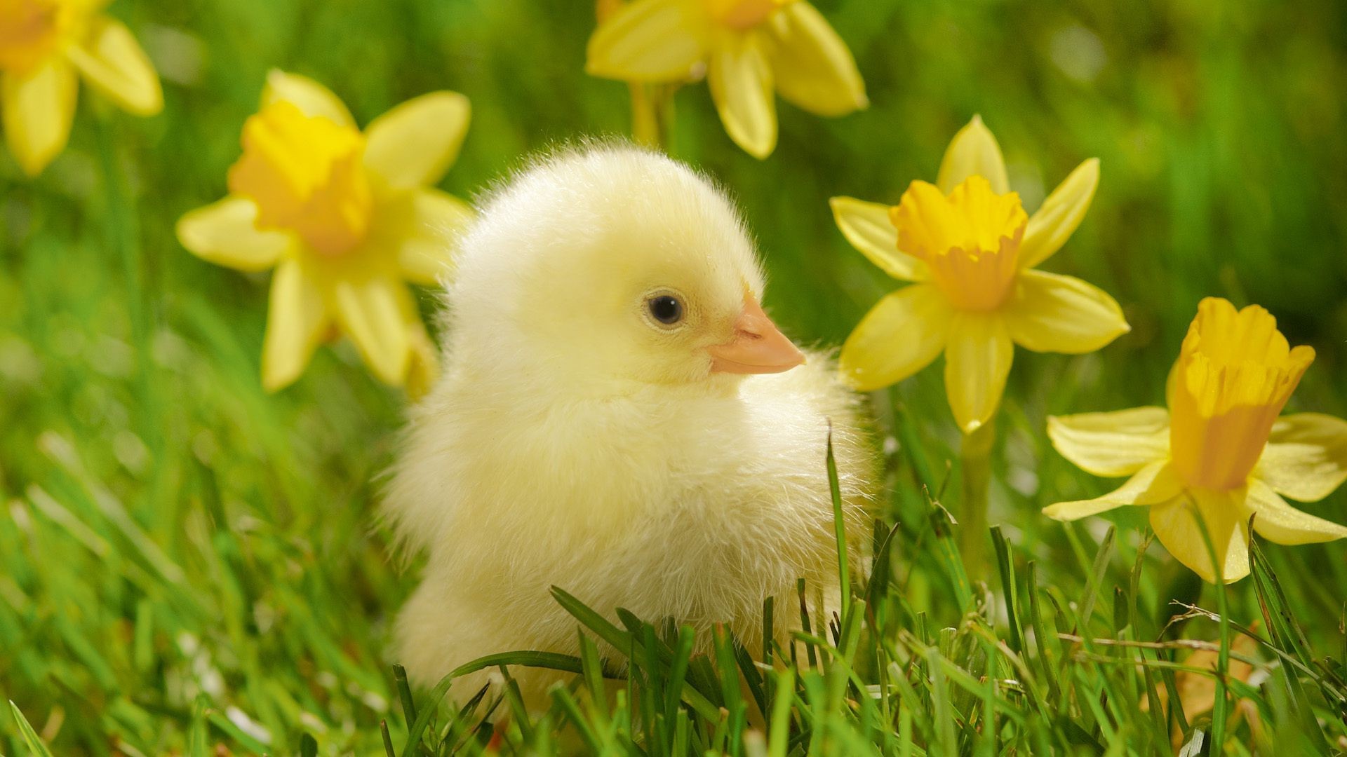 animali pasqua erba natura signore piccolo fiore fieno all aperto animale