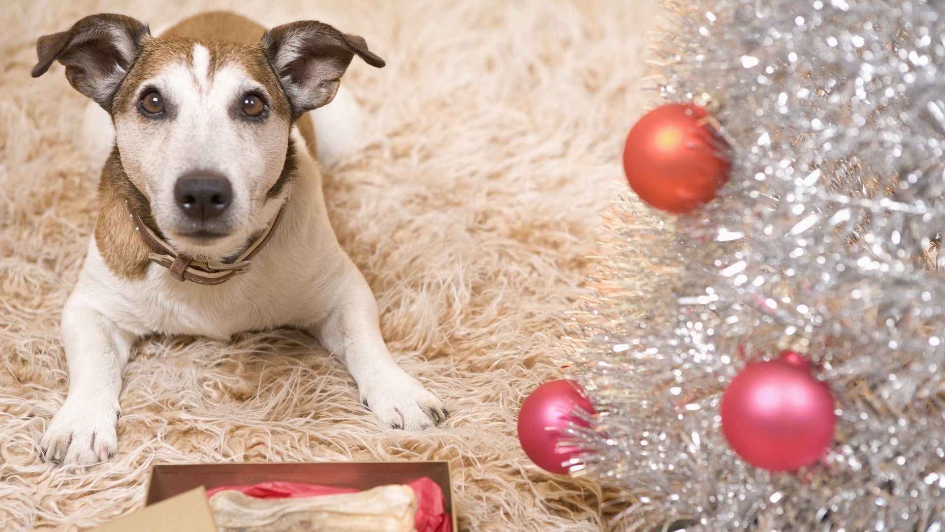 contrasts christmas dog winter ball