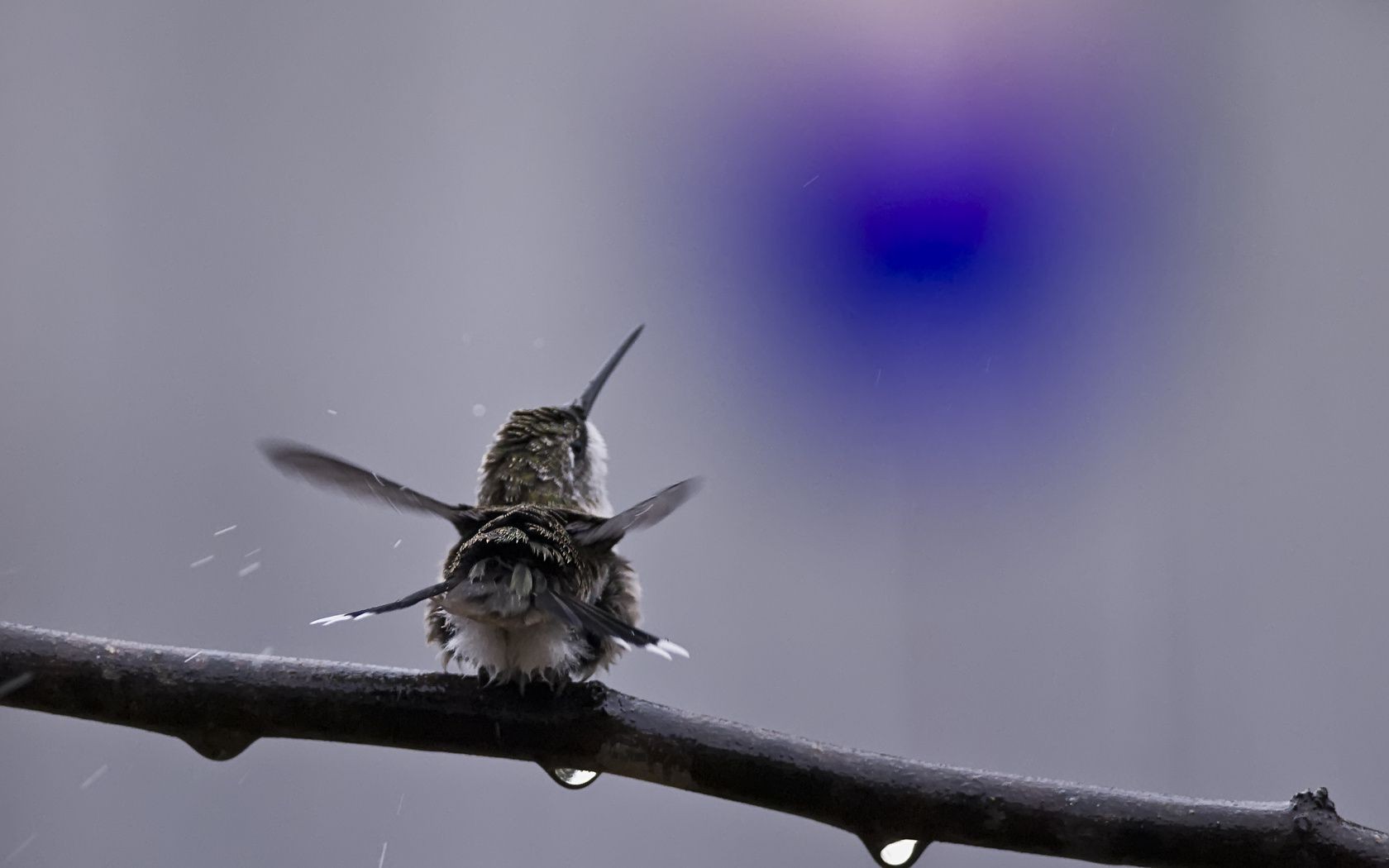 animaux nature oiseau lumière du jour insecte à l extérieur flou la faune petit