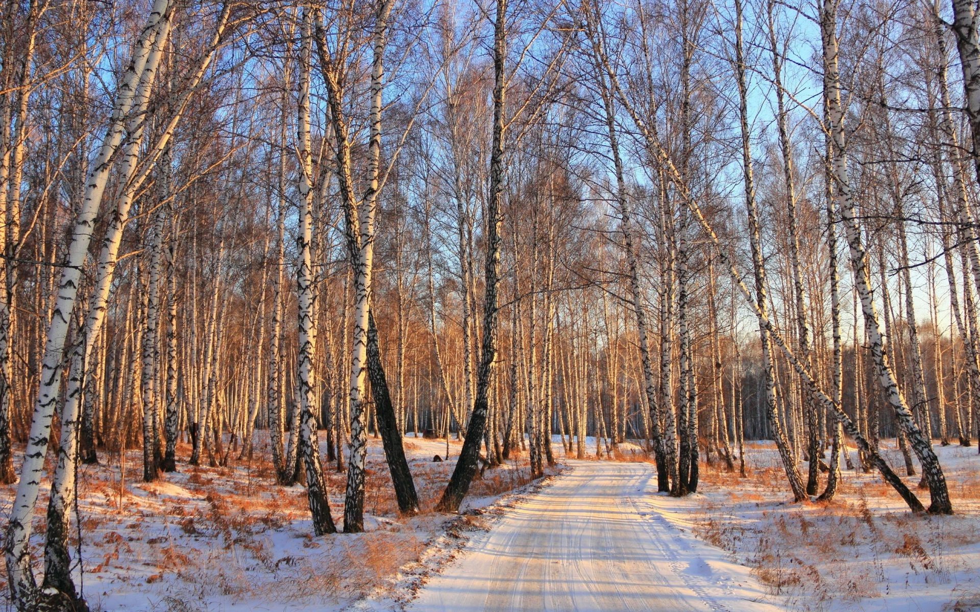 arbres bois arbre hiver nature paysage saison neige gel automne météo à l extérieur branche beau temps parc froid aube environnement scène rural