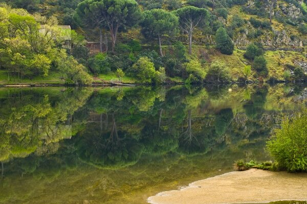 Hermosa naturaleza verde a lo largo del río