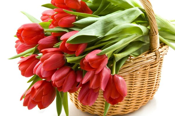 A basket of red tulips for you