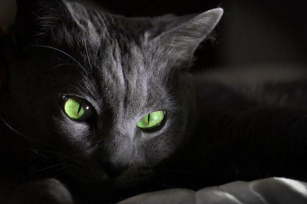 Portrait d un chat gris avec des yeux verts