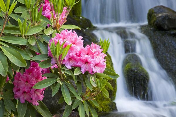 Cascata su sfondo di fiori rosa