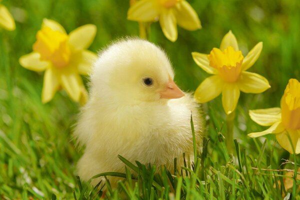 Frango bonito na grama com narcisos