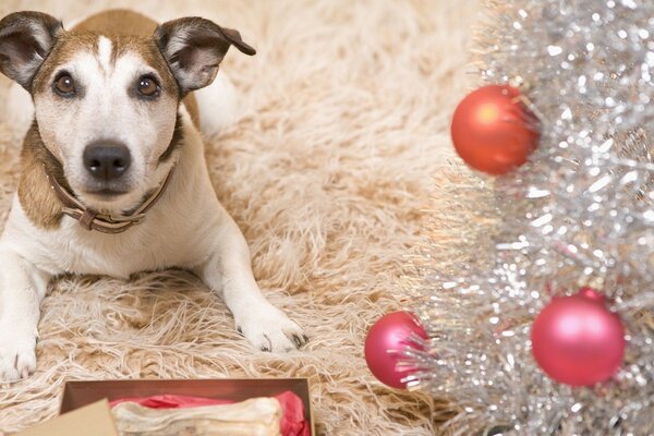 Regalo de año nuevo para el perro