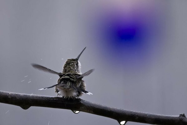 A wet bird on a branch