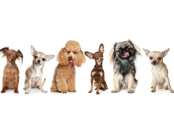 Cute little dogs of various kinds