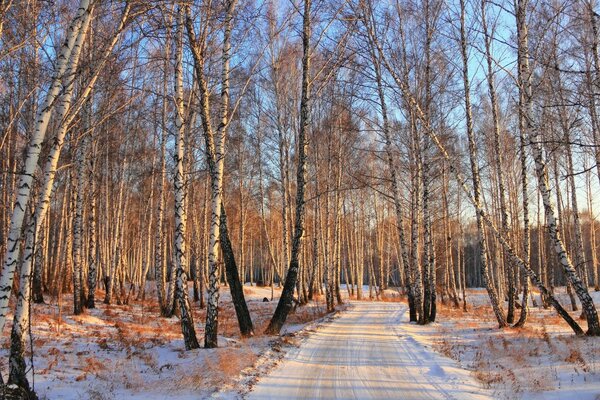 Frühwinter, Birken im Wald