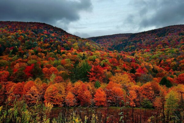 Autumn forest in all colors