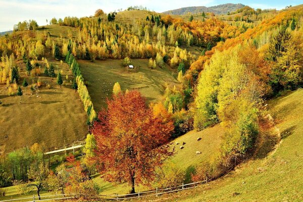 Paesaggio autunnale e piccola radura