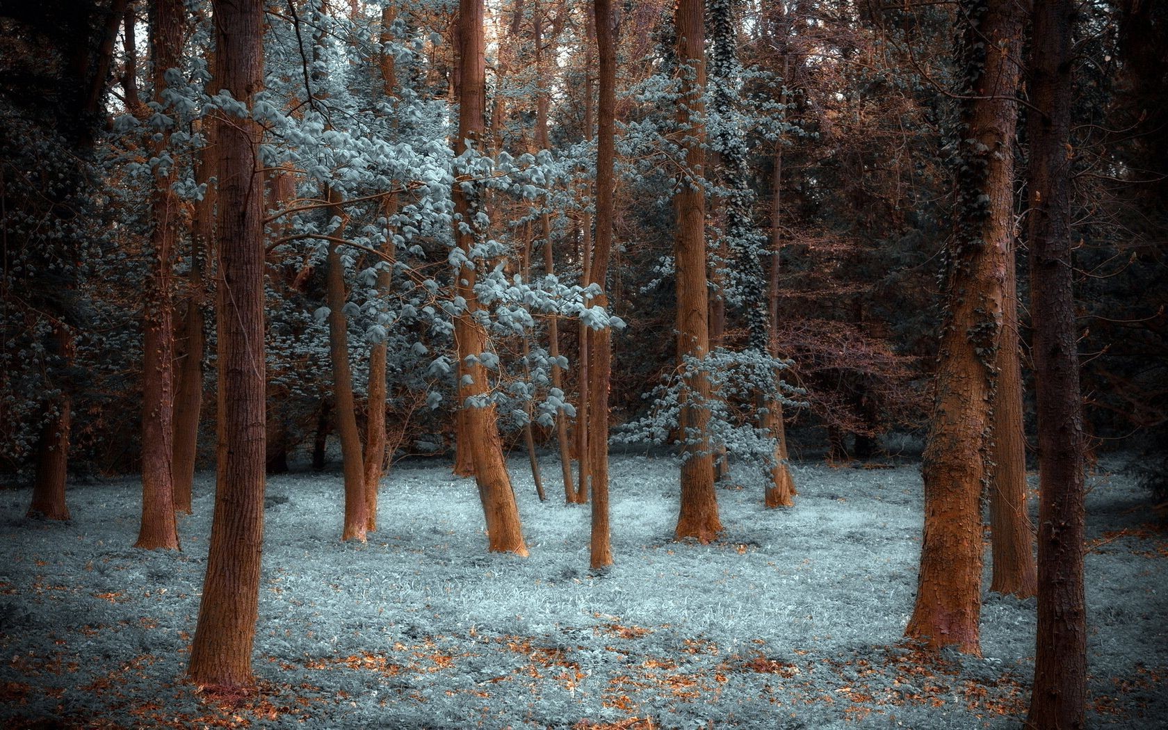 trees wood tree nature fall park landscape trunk season leaf winter snow pine branch frost scenic fog environment dawn bark