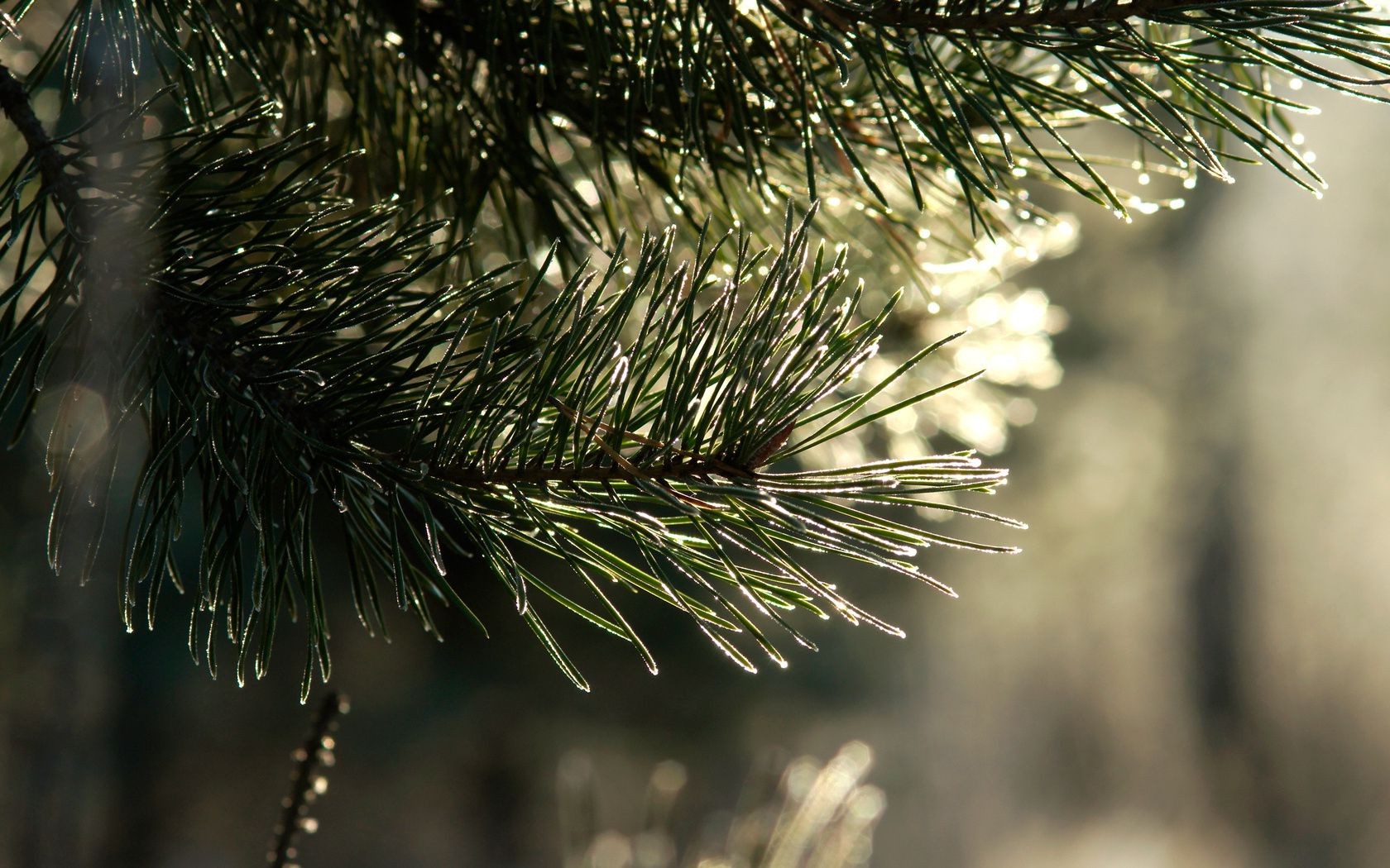 árvores inverno agulhas natal pinho árvore evergreen coníferas natureza ramo abeto abeto coníferas temporada brilhante brilha neve madeira ao ar livre cone