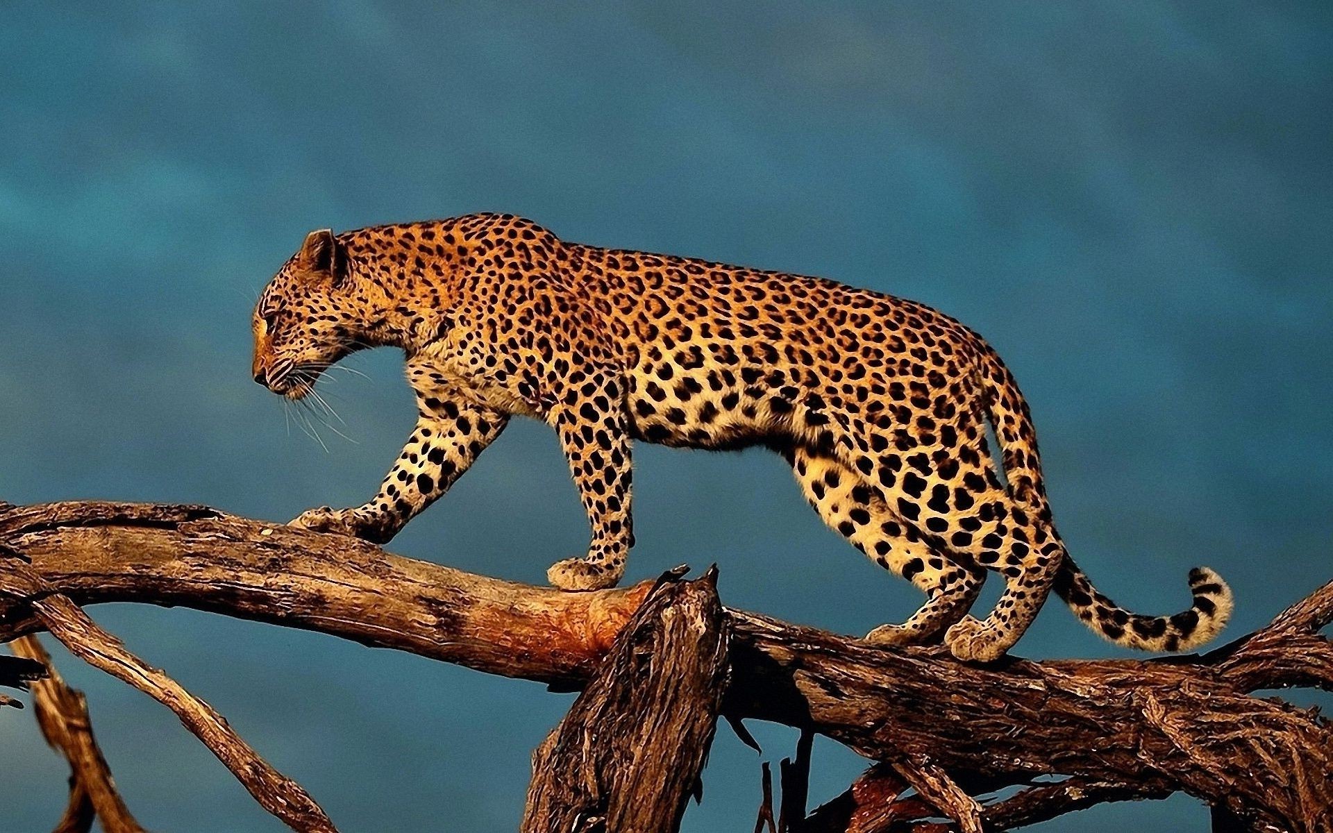 leopards wildlife cat mammal nature leopard predator animal