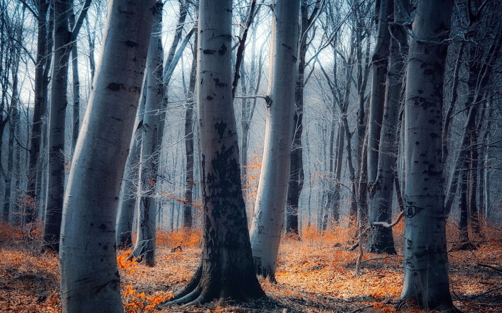 drzewa drewno drzewo natura park krajobraz jesień liść sezon na zewnątrz bagażnik oddział dobra pogoda sceniczny środowisko świt kora zima mgła krajobrazy