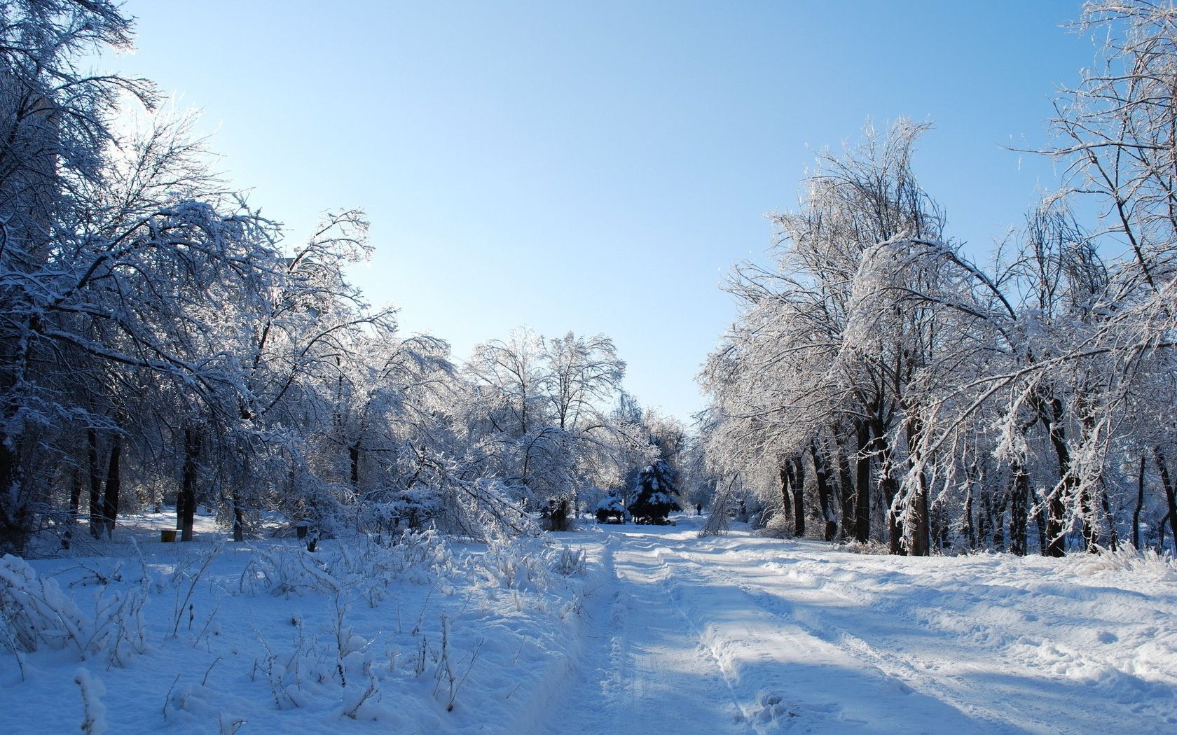 winter snow frost cold frozen wood ice season tree landscape snowy weather frosty scenic snow-white branch snowstorm scene snowdrift