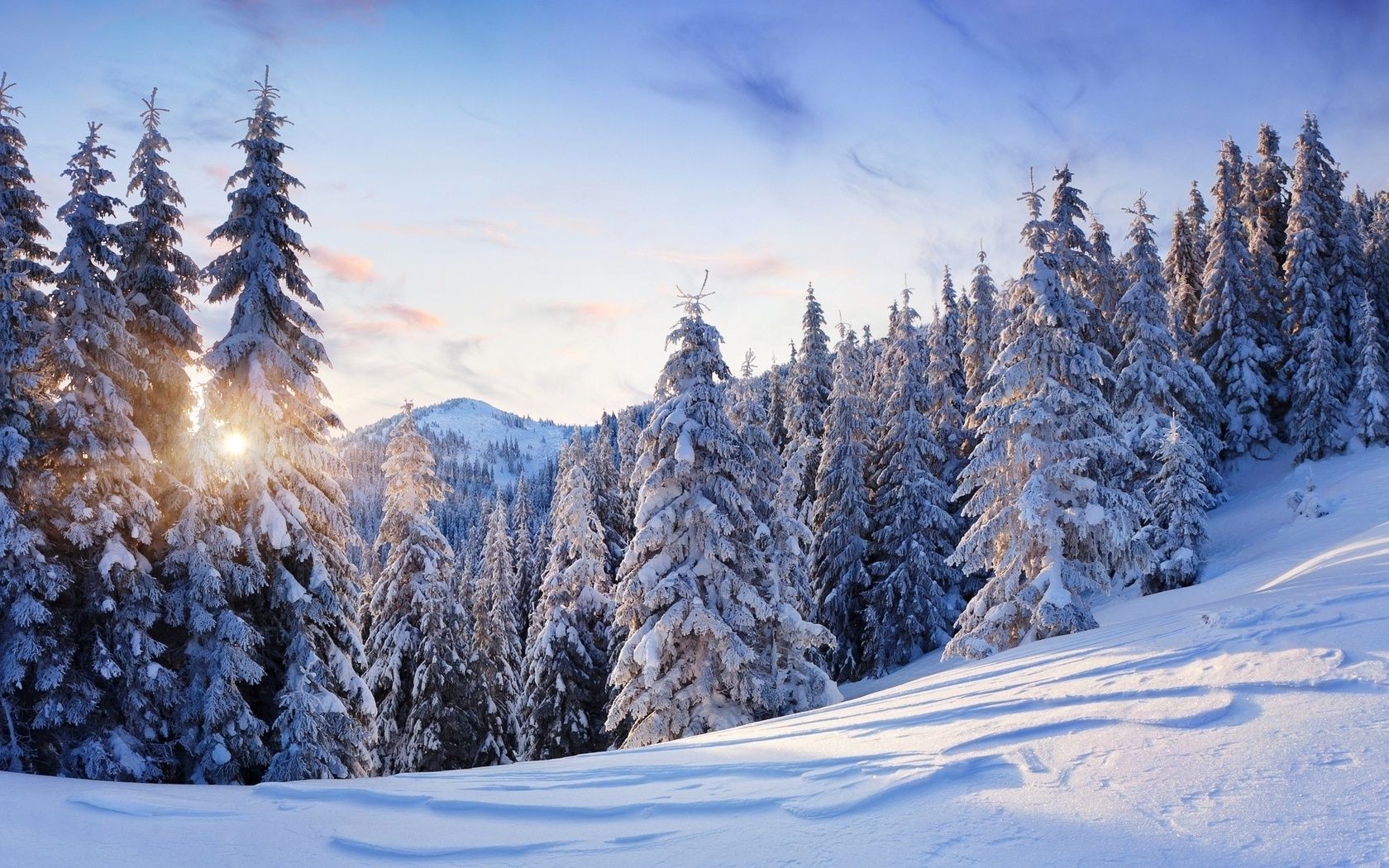 invierno nieve frío madera escarcha montaña escénico congelado nevado temporada hielo evergreen paisaje polvo árbol abeto tiempo buen tiempo coníferas