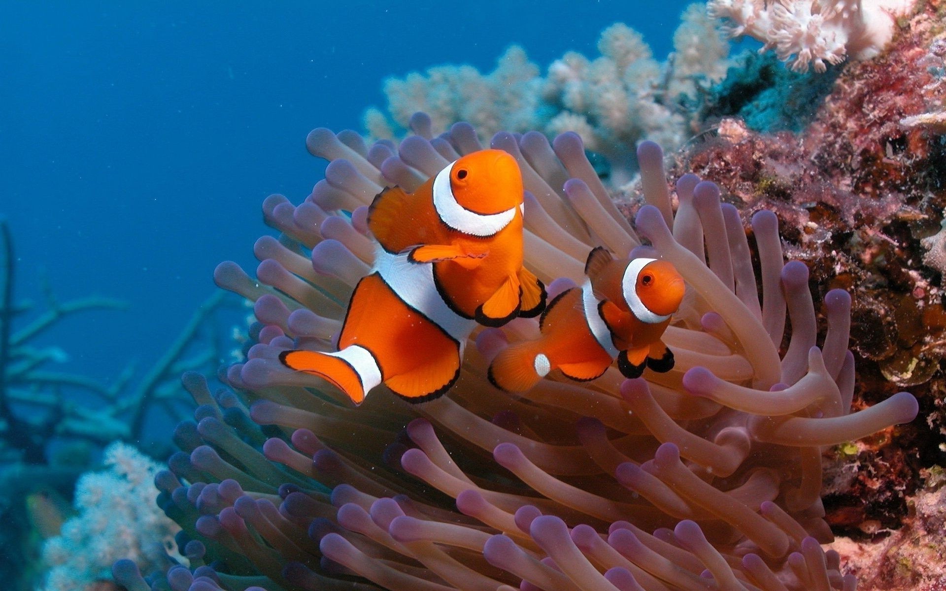 animaux sous-marin corail poissons récif invertébrés anémone océan plongée mer marine faune sous-marin plongée sous-marine natation aquarium eau salée aquatique eau animal tropical