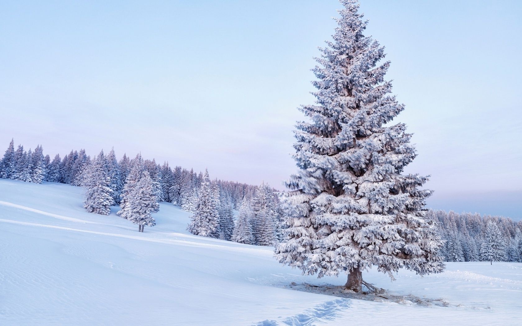 hiver neige gel froid bois bois congelés paysage sapin glace météo saison evergreen scénique pin épinette neigeux conifères congère