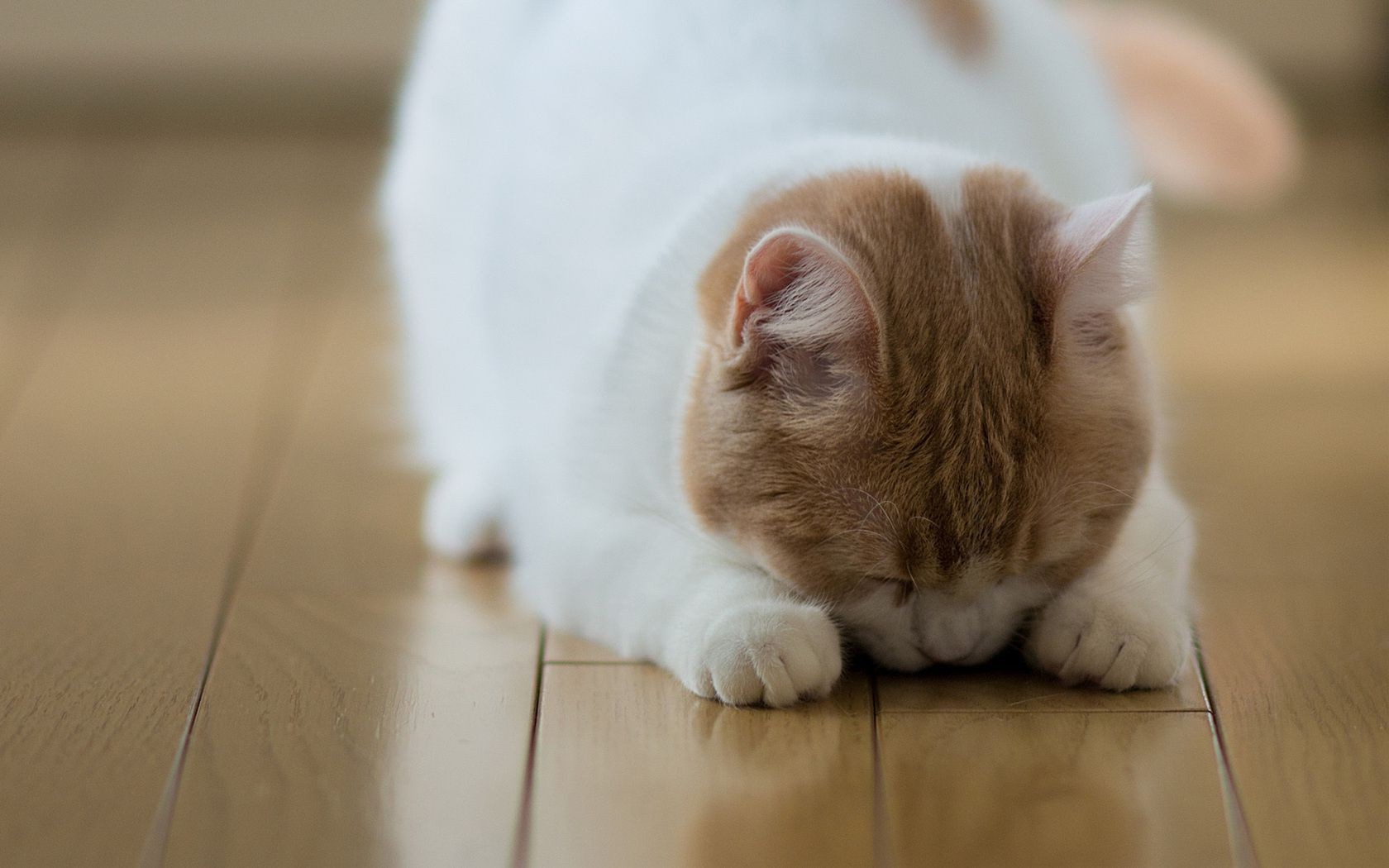 gatti pet mammifero ritratto coperta carino cane gatto camera domestico animale sedersi bambino famiglia uno piccolo guardare dormire cucciolo mobili