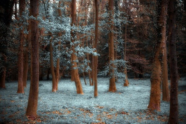 An extraordinary phenomenon of nature. Autumn forest