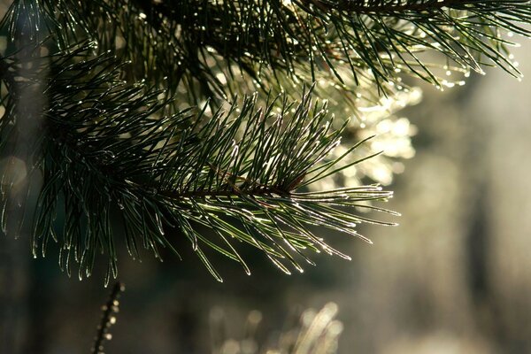 Pine needles in winter at Christmas