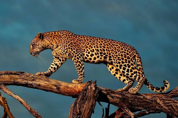 Leopard in freier Wildbahn auf einem Baum