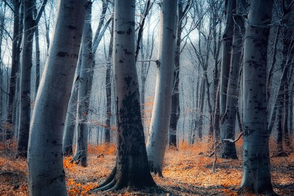 Tree trunks, Leaves on the ground